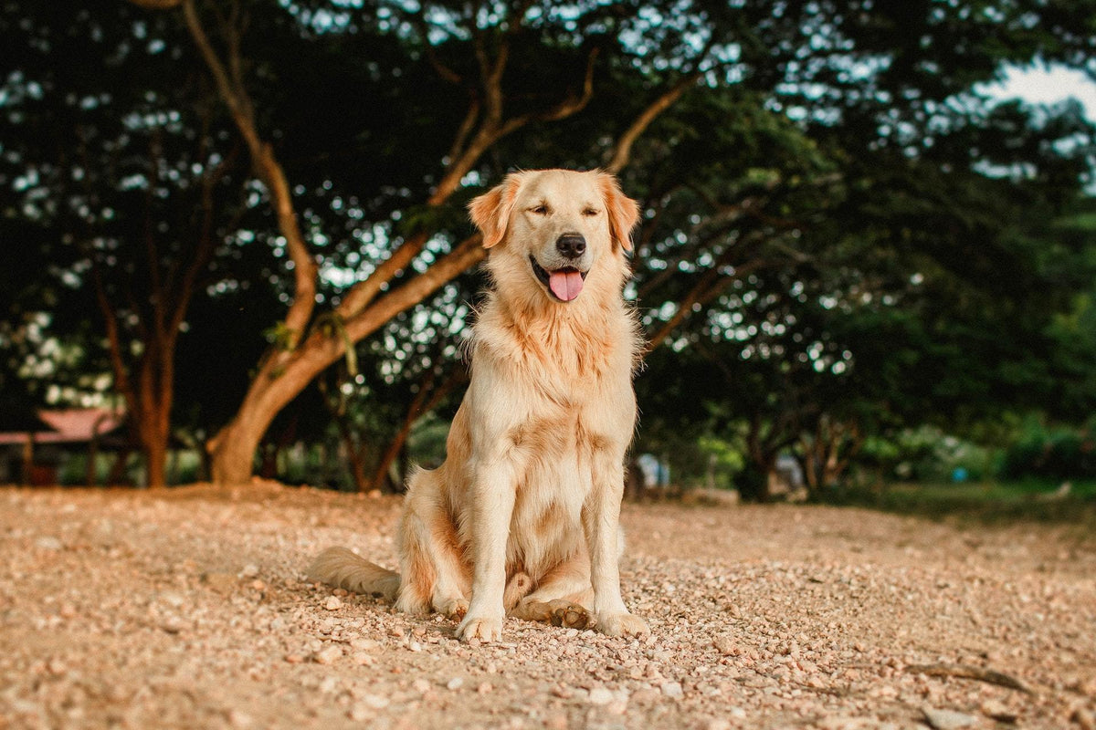 Ancestral diet shop for dogs